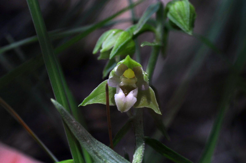 helleborine  Apuane